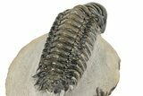 Detailed Crotalocephalina Trilobite - Exposed Hypostome #252413-3